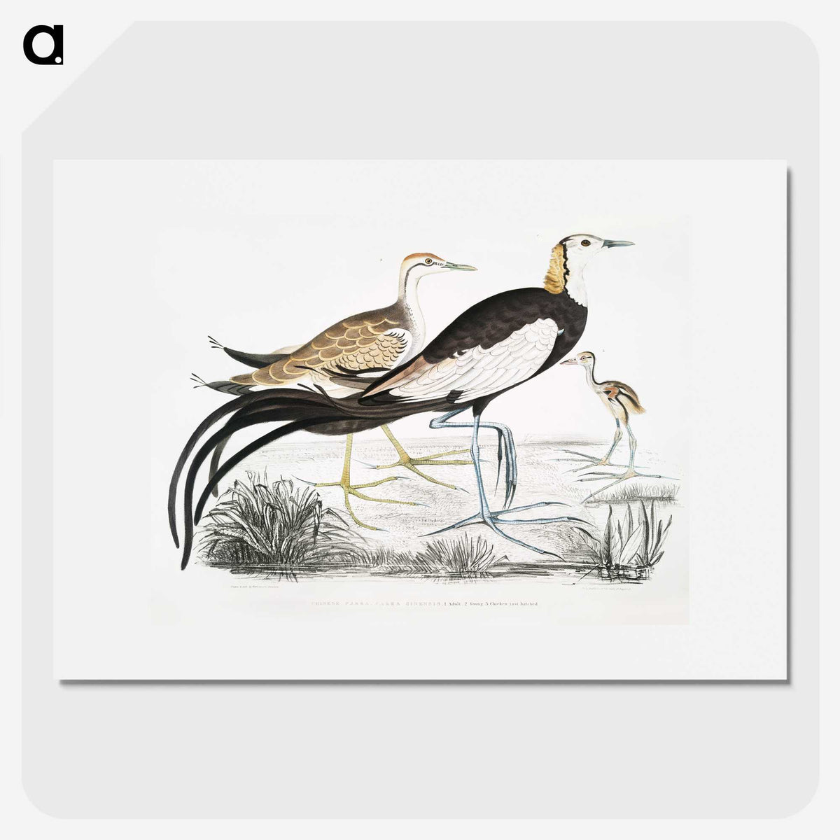 1-87_Indian-Zoology_picture
