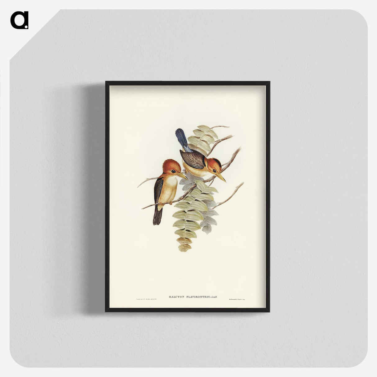 1-87_John-Gould_blk-crop