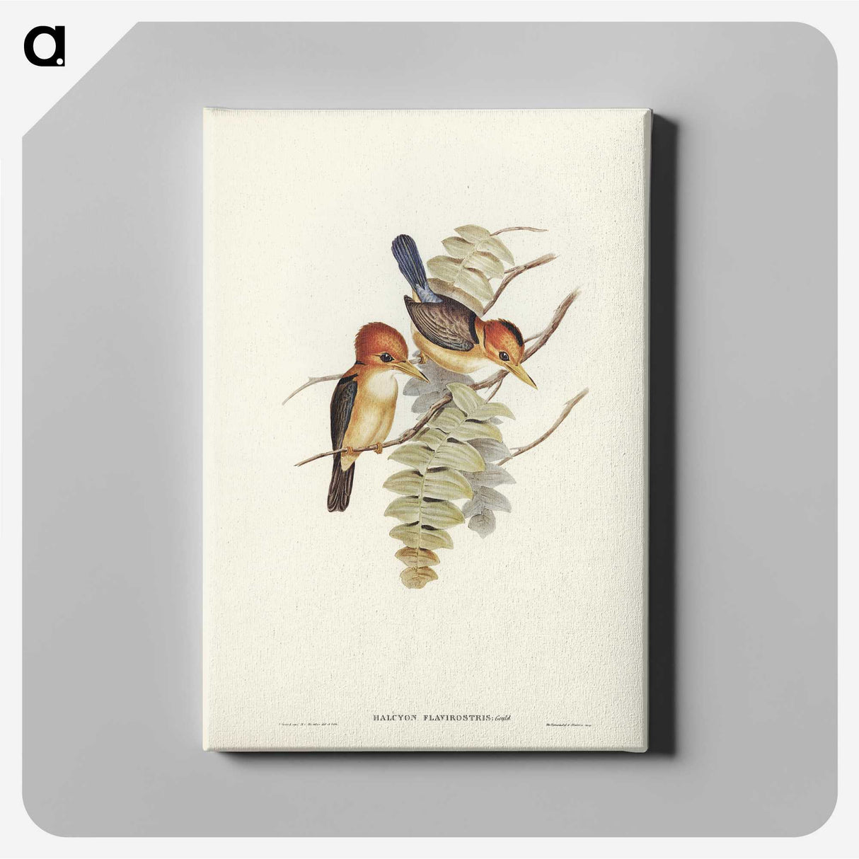 1-87_John-Gould_canvas