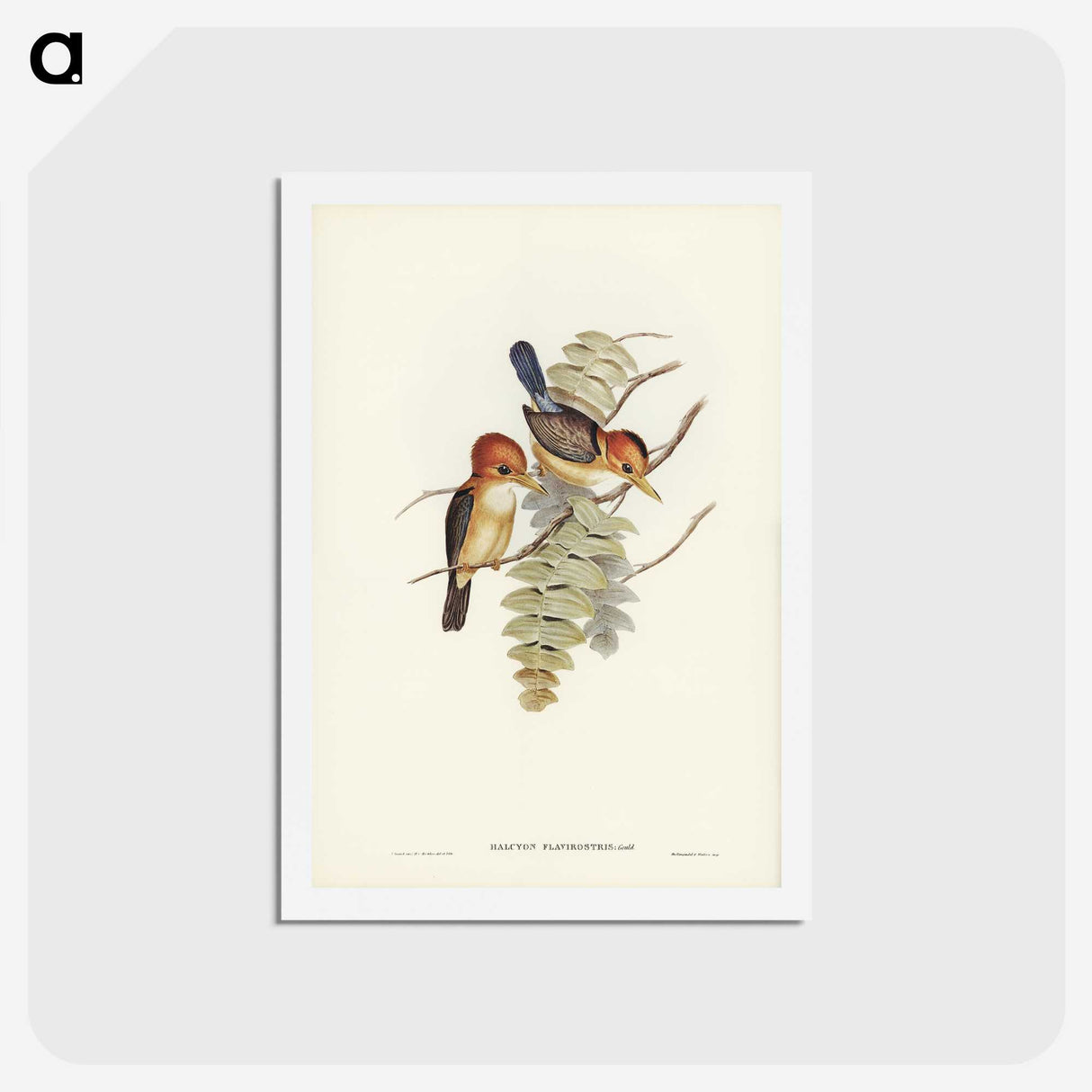 1-87_John-Gould_hagaki