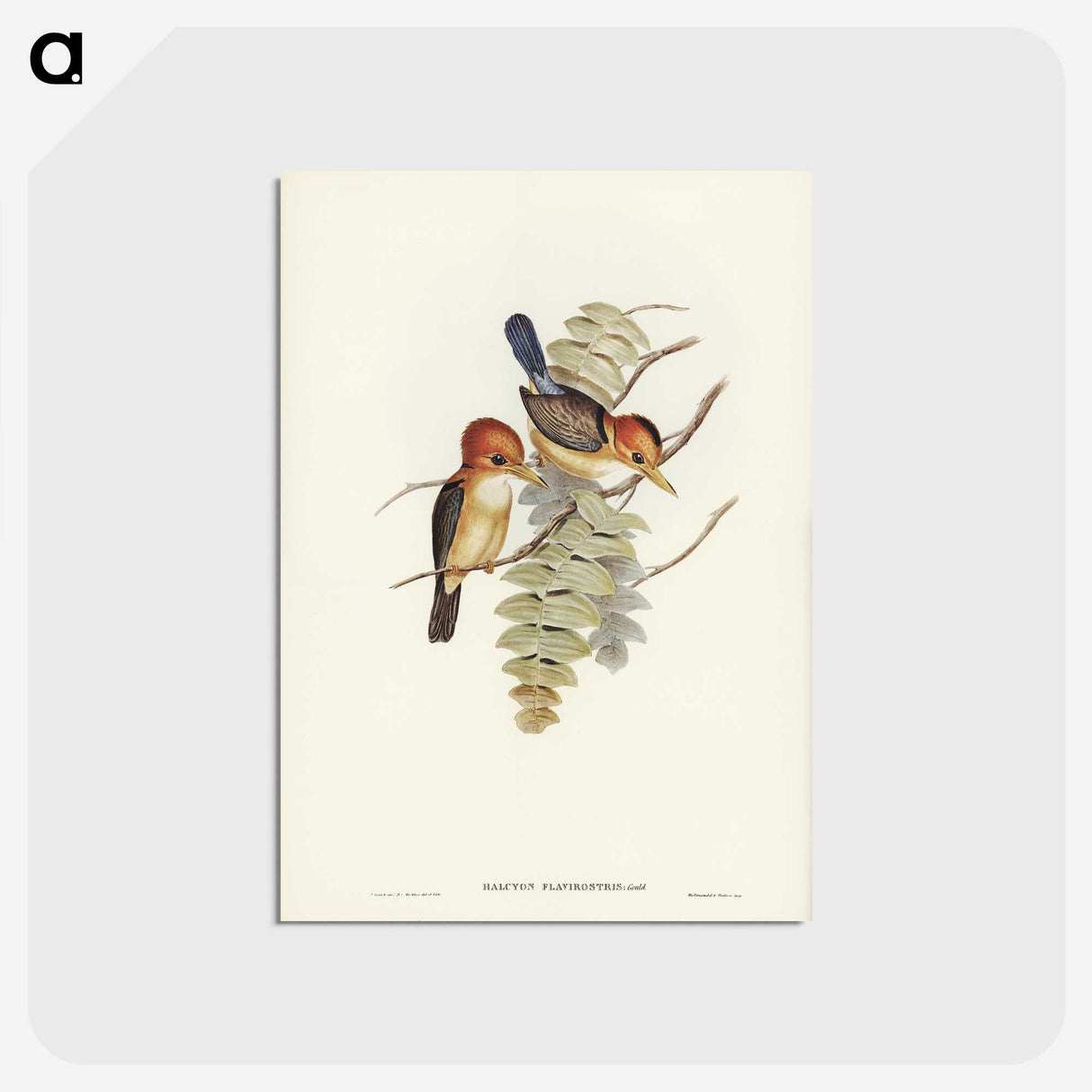 1-87_John-Gould_postcard