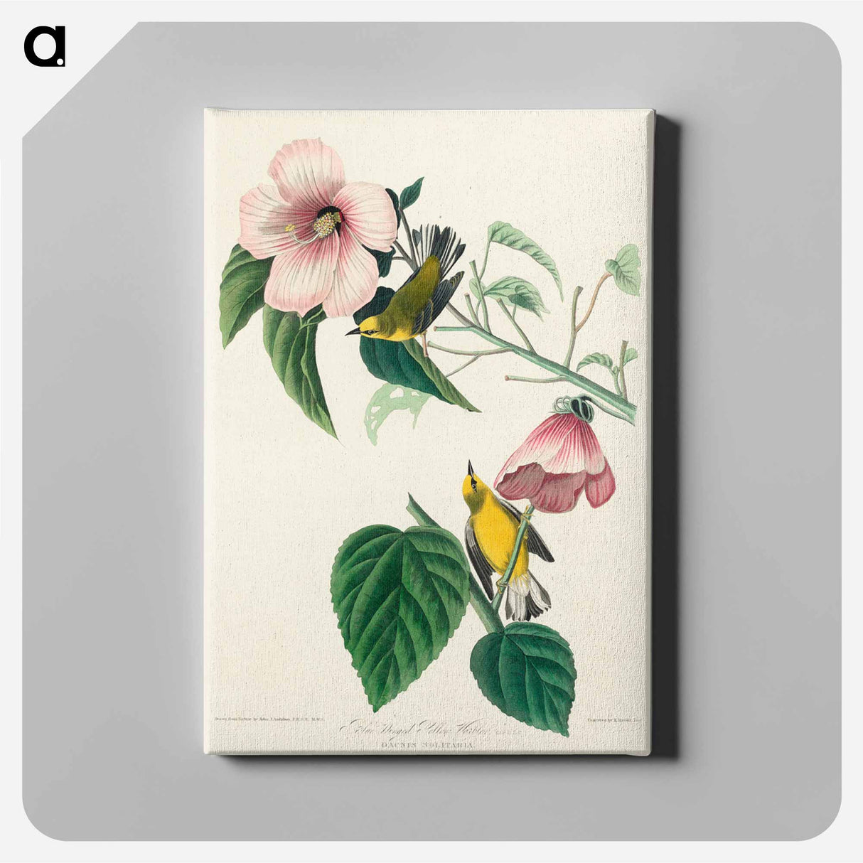 アートパネル-Blue-winged Yellow Warbler
- ジョン ジェームス オーデュボン Canvas.