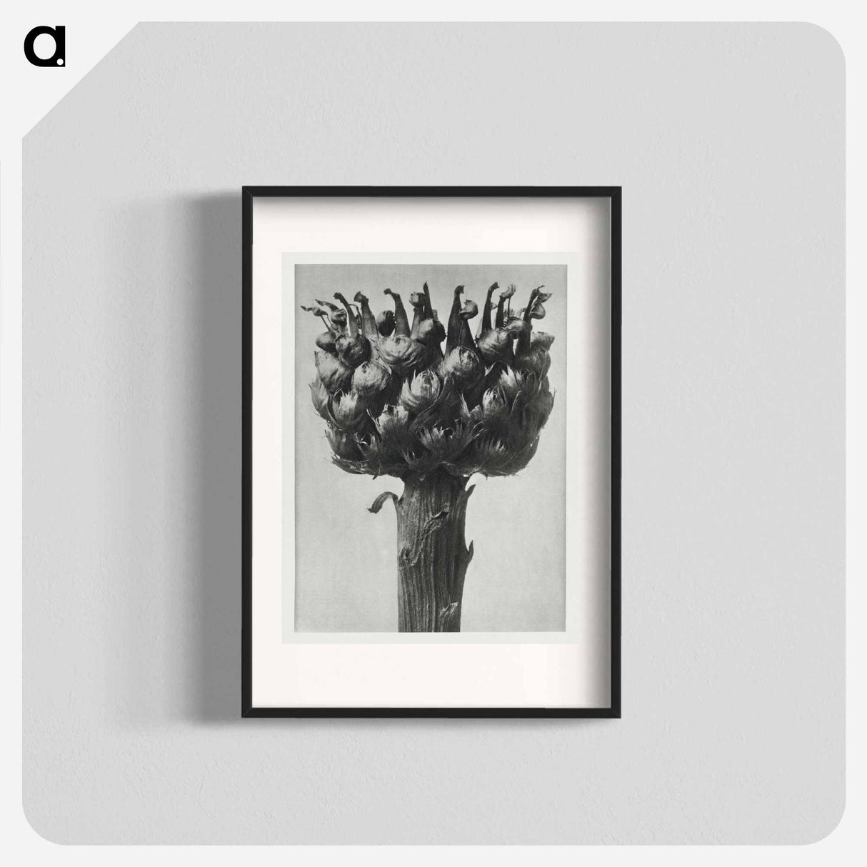 Centaurea macrocephala - カール ブロスフェルト Poster.