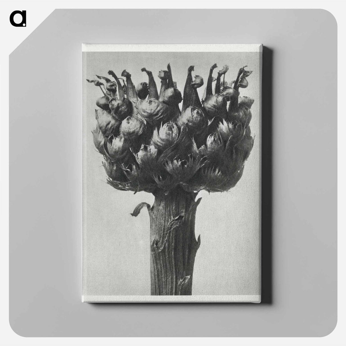 Centaurea macrocephala - Karl Blossfeldt Canvas.