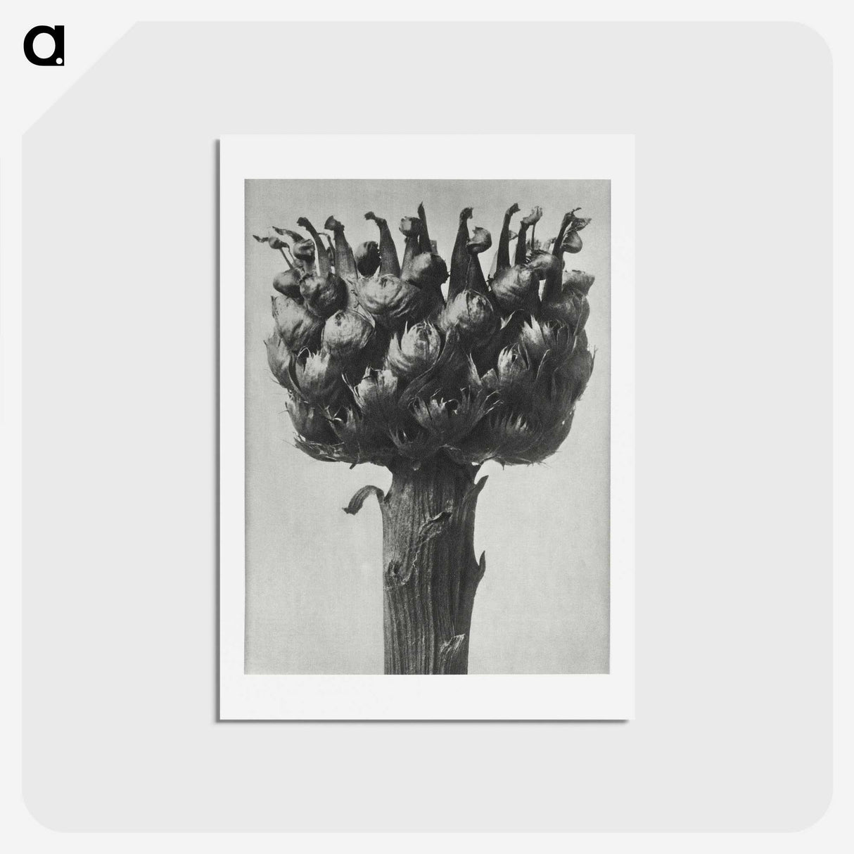 1-87_Karl-Blossfeldt_hagaki