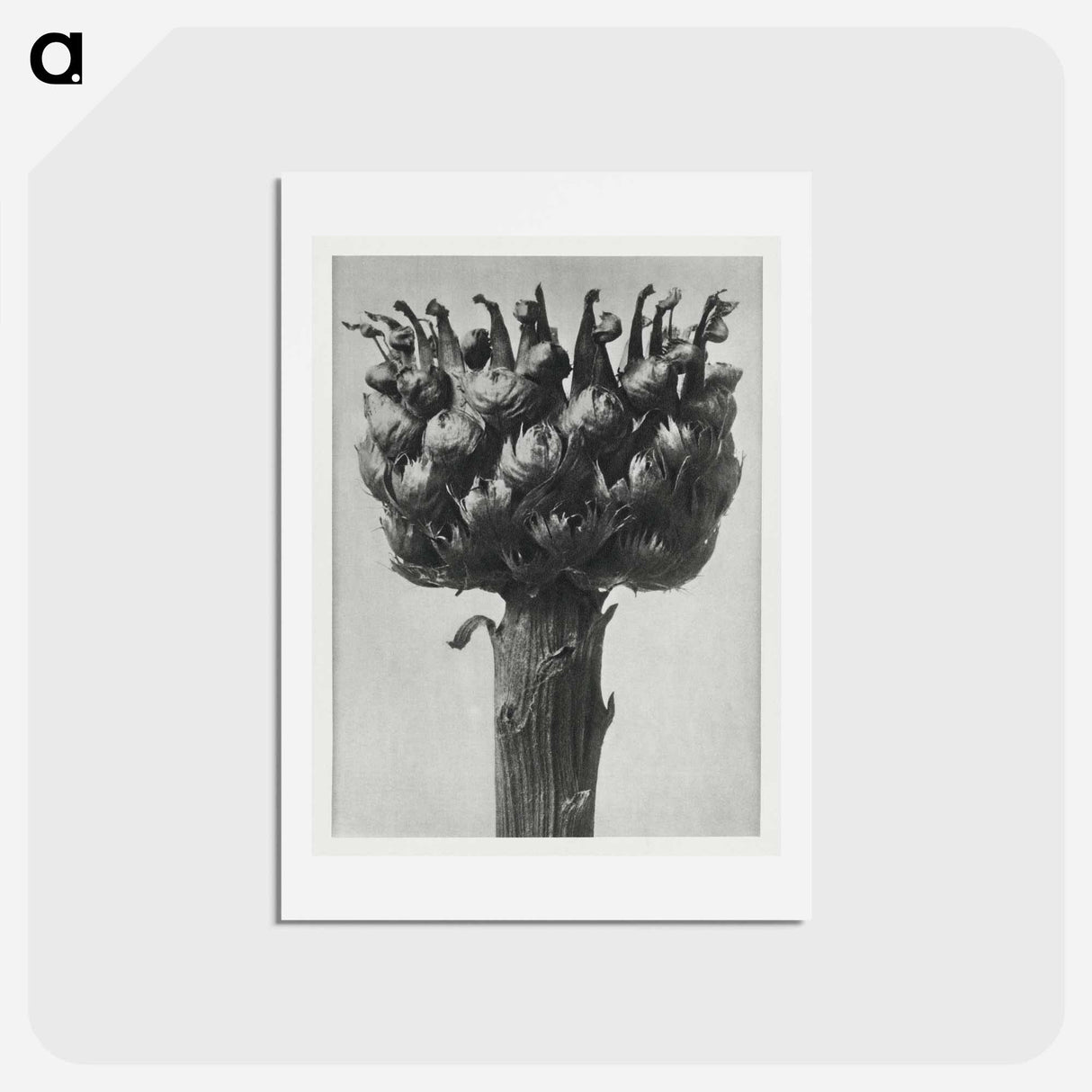 アートポストカード-Centaurea macrocephala - カール ブロスフェルト Postcard.