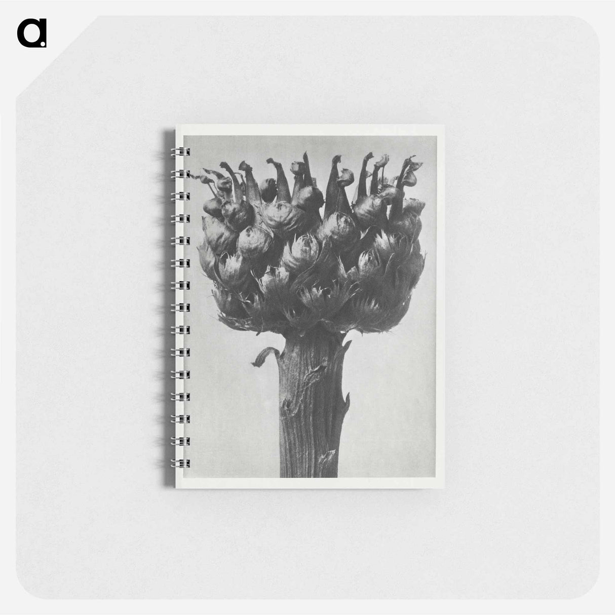 Centaurea macrocephala - カール ブロスフェルト Memo.