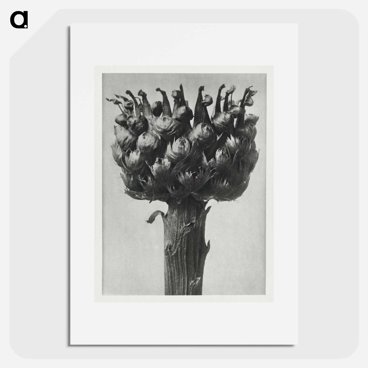 Centaurea macrocephala - カール ブロスフェルト Poster.