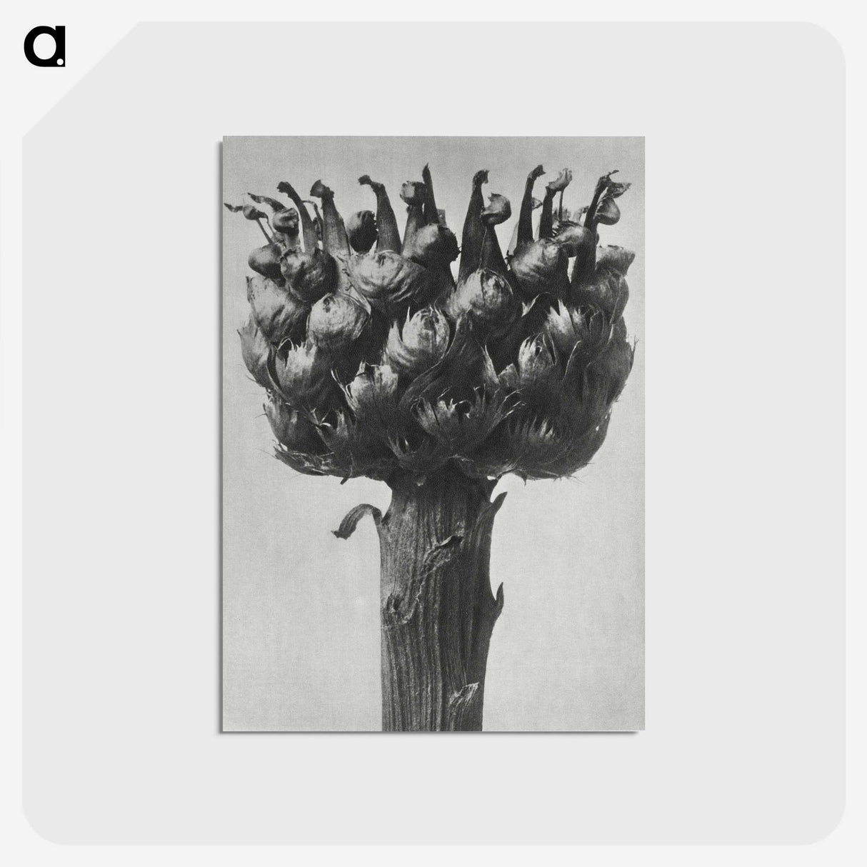 1-87_Karl-Blossfeldt_postcard