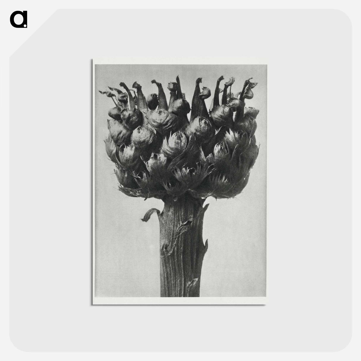 アートポストカード-Centaurea macrocephala - カール ブロスフェルト Postcard.