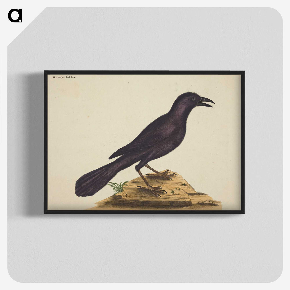 1-87_Mark-Catesby_blk-crop