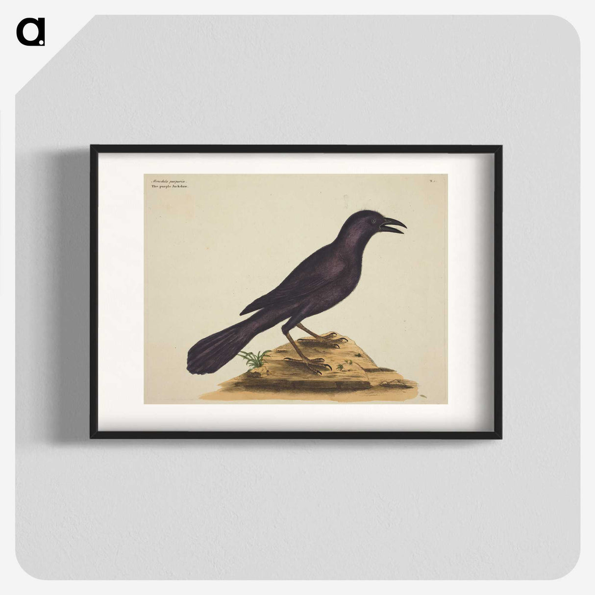 1-87_Mark-Catesby_blk