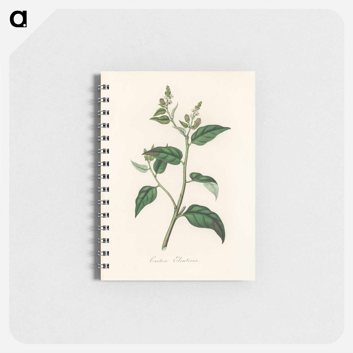 アートメモ帳-Croton eleuteria Illustration
- 薬用植物学 Memo.