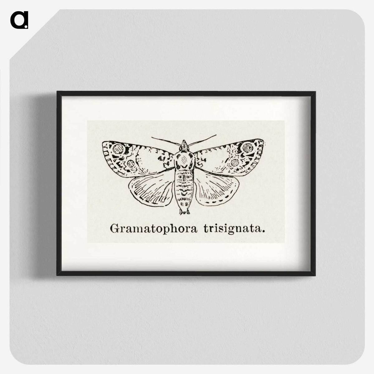 1-87_Moths-and-Butterflies-of-the-United-States_blk