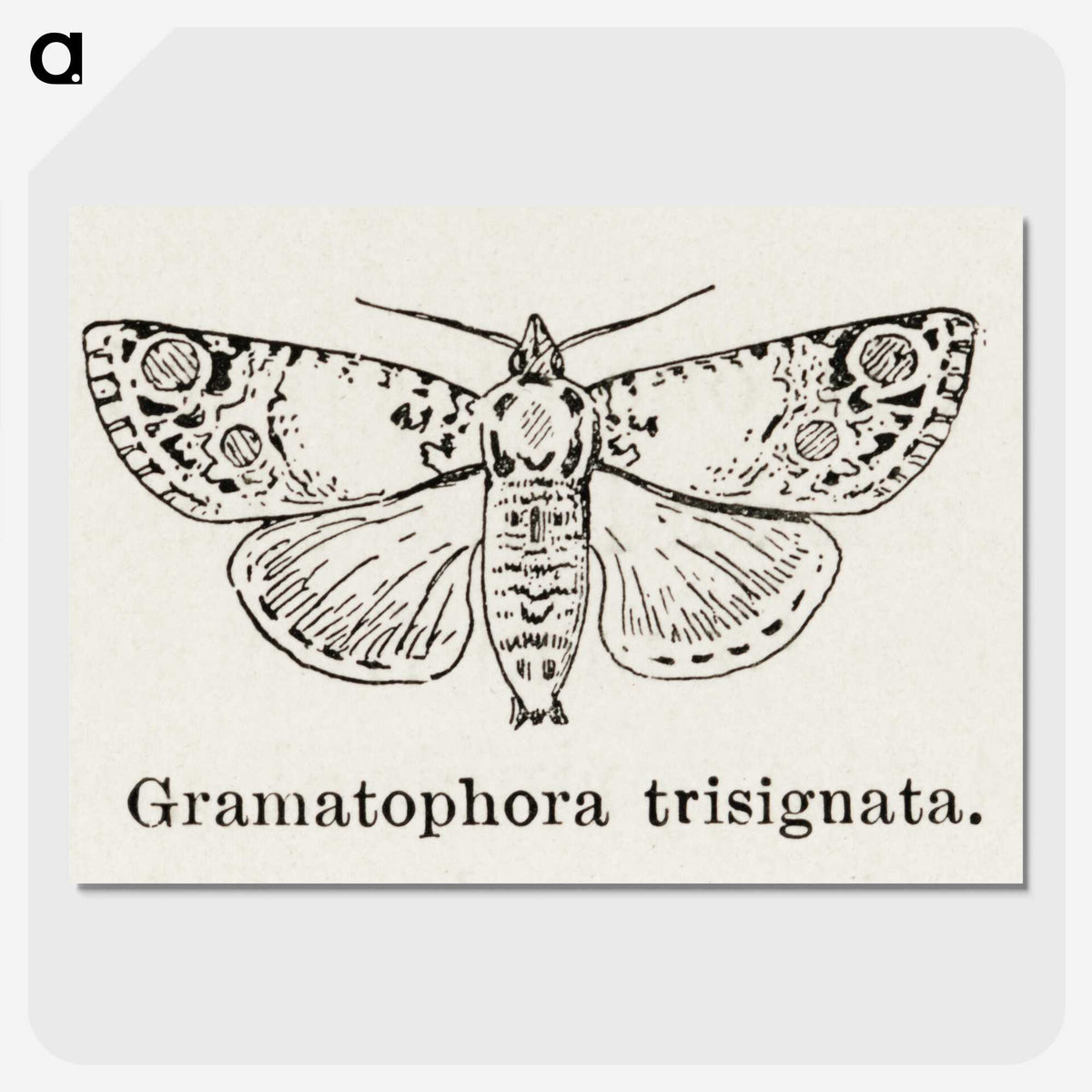 1-87_Moths-and-Butterflies-of-the-United-States_picture-crop