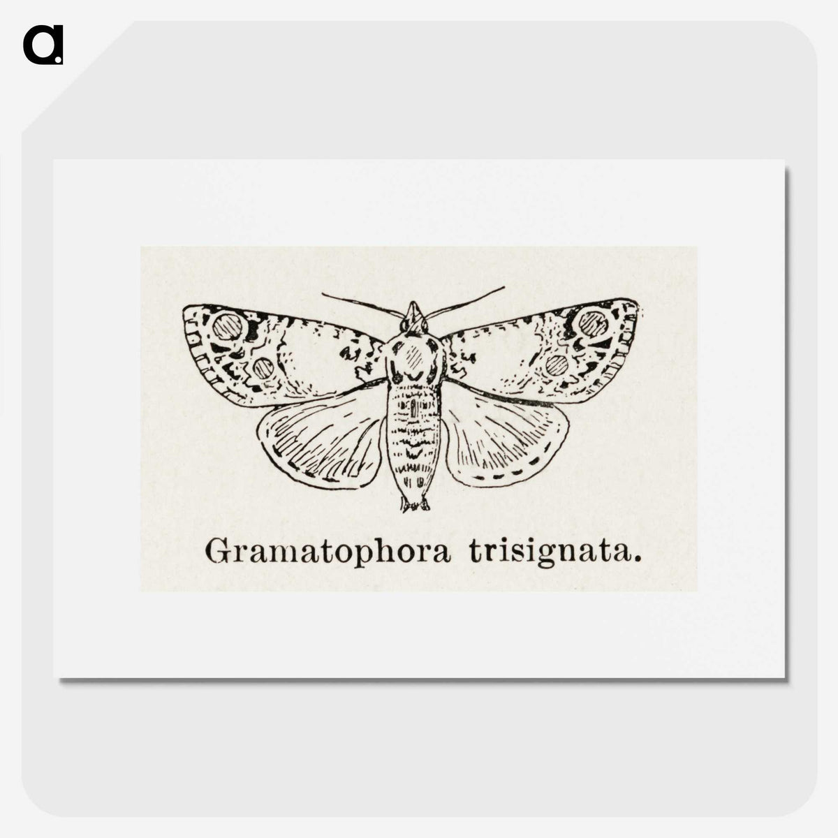 1-87_Moths-and-Butterflies-of-the-United-States_picture