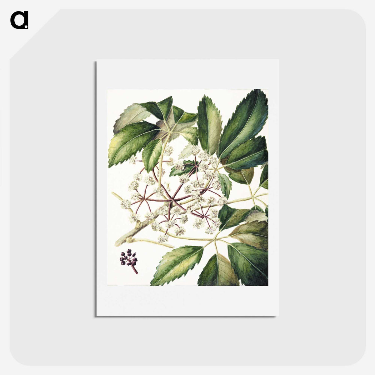 1-87_Native-Flowering-Plants-of-New-Zealand_hagaki