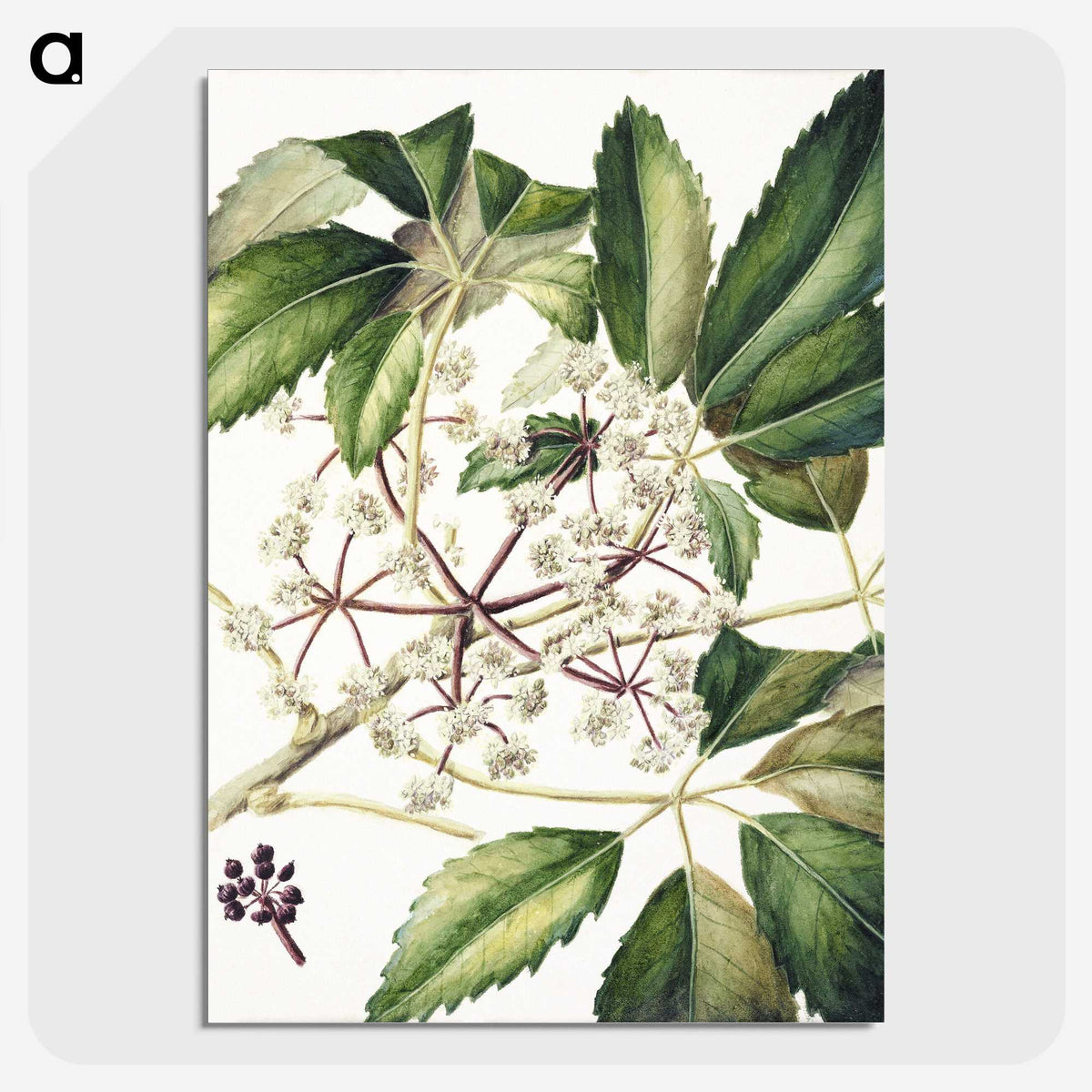 1-87_Native-Flowering-Plants-of-New-Zealand_picture-crop