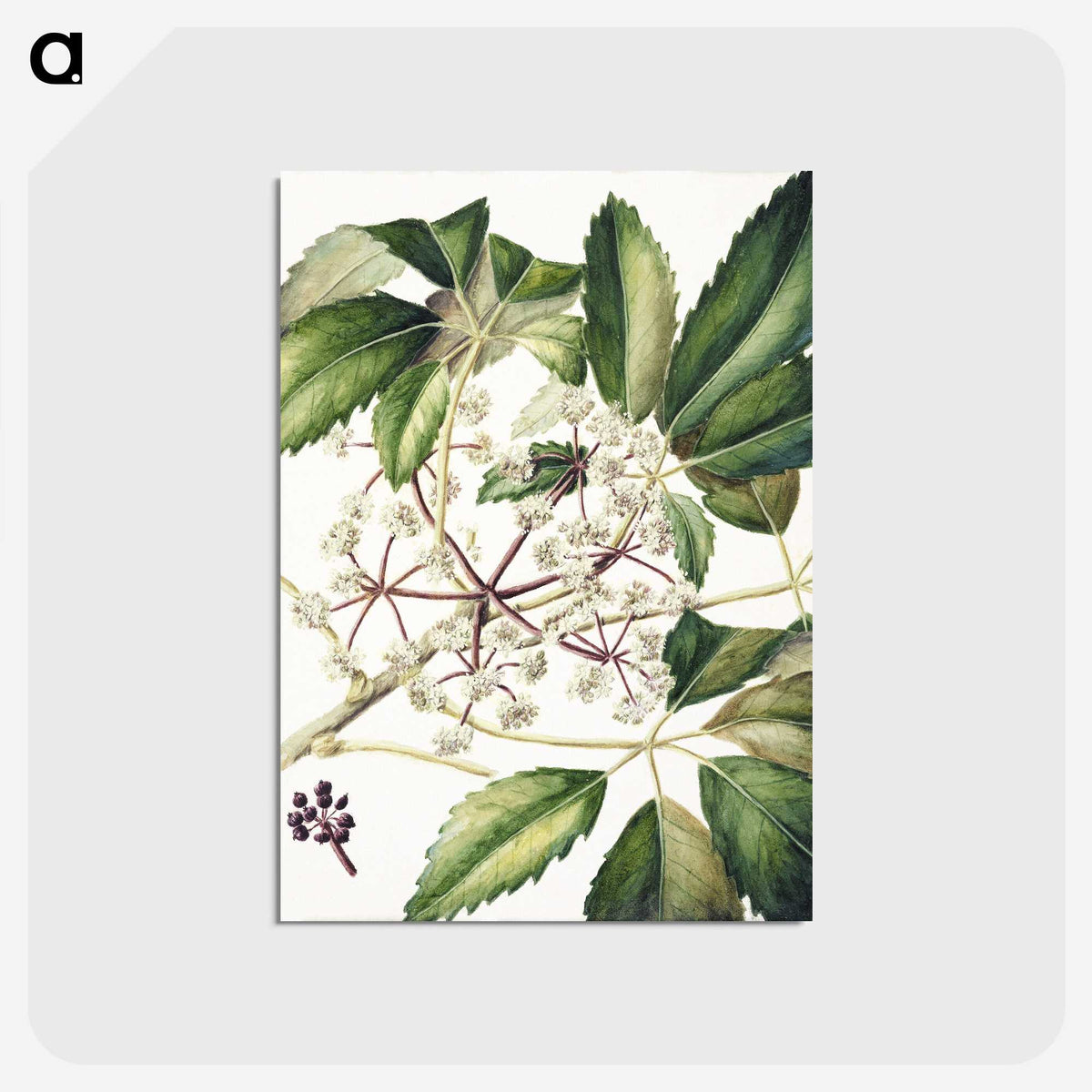 1-87_Native-Flowering-Plants-of-New-Zealand_postcard
