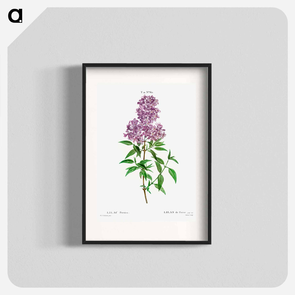 Persian lilac - Pierre Joseph Redouté Poster.