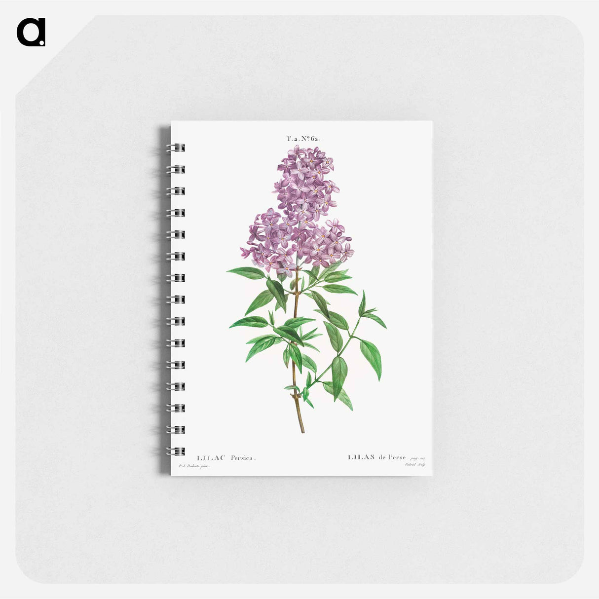 Persian lilac - ピエール ジョゼフ ルドゥーテ Memo.