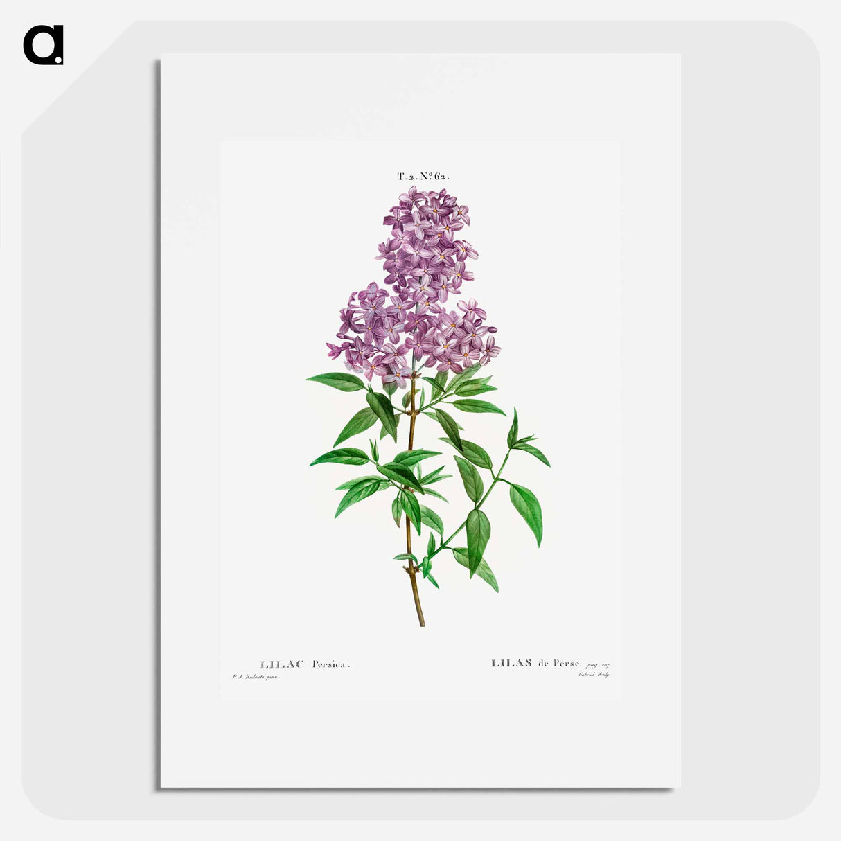 Persian lilac - Pierre Joseph Redouté Poster.