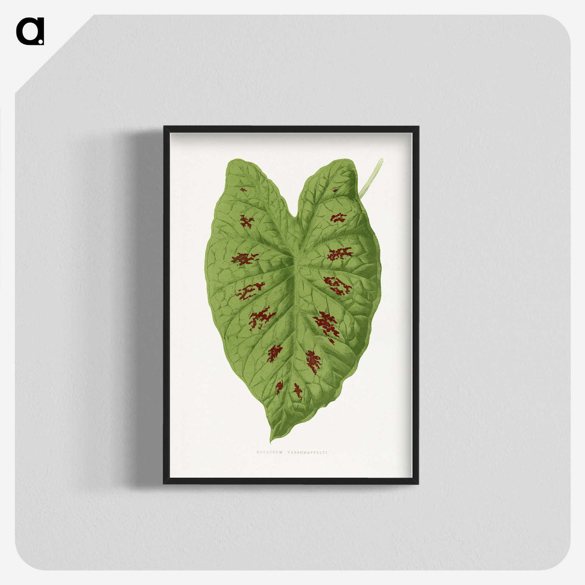1-87_Plants-with-Colored-Foliage_blk-crop