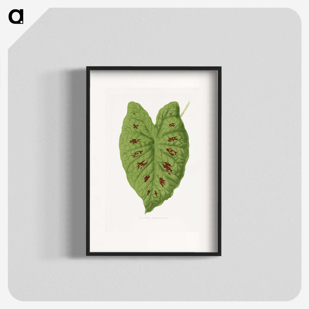 1-87_Plants-with-Colored-Foliage_blk