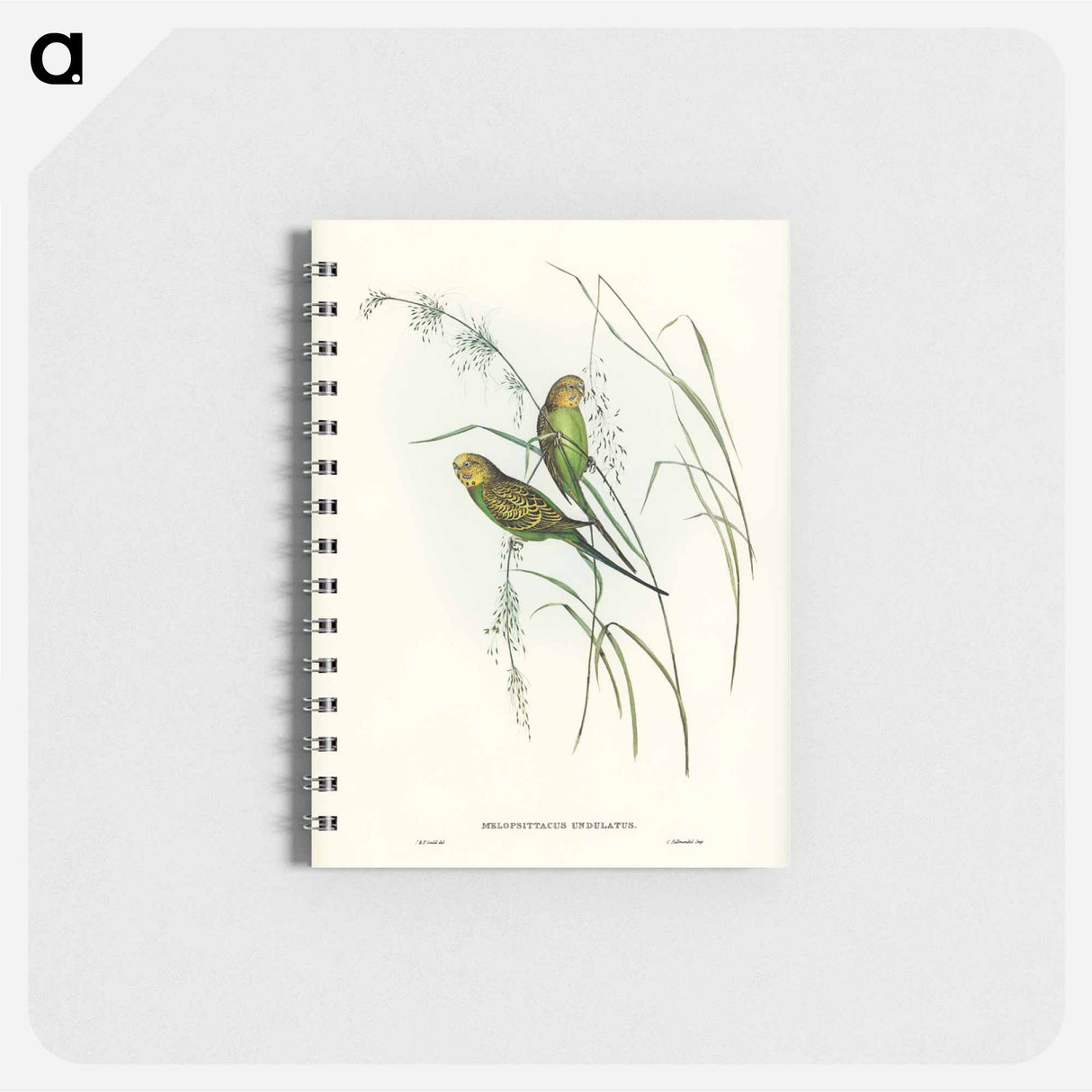 アートメモ帳-Warbling Grass-Parakeet
- オーストラリアの鳥 Memo.