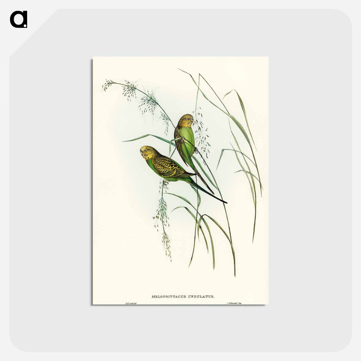 アートポストカード-Warbling Grass-Parakeet
- オーストラリアの鳥 Postcard.