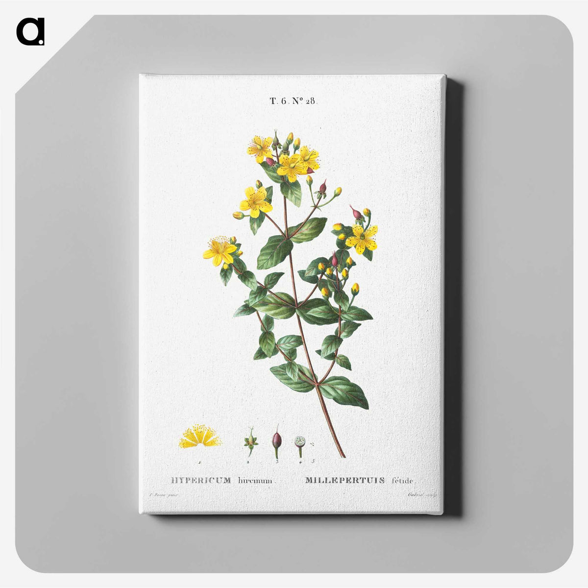 1-87_Treatise-on-Trees-and-Shrubs_canvas