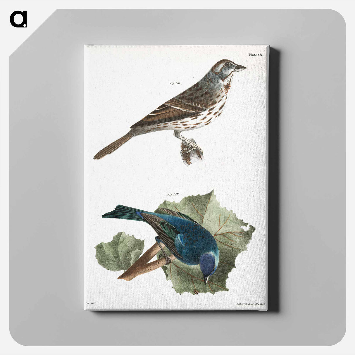 Song Sparrow (Fringilla melodia) 157. Indigo-bird (Spiza cyanea) illustration from Zoology of New York by James Ellsworth De Kay. - ニューヨークの動物学 Canvas.