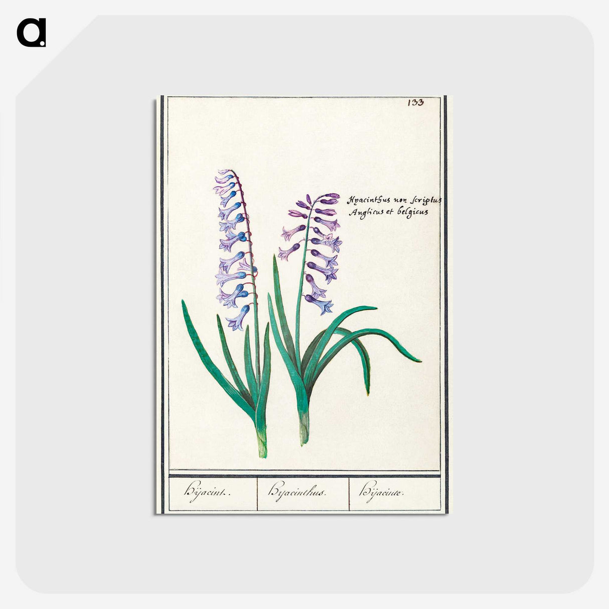 1-88_Anselmus-Boetius-de-Boodt_postcard