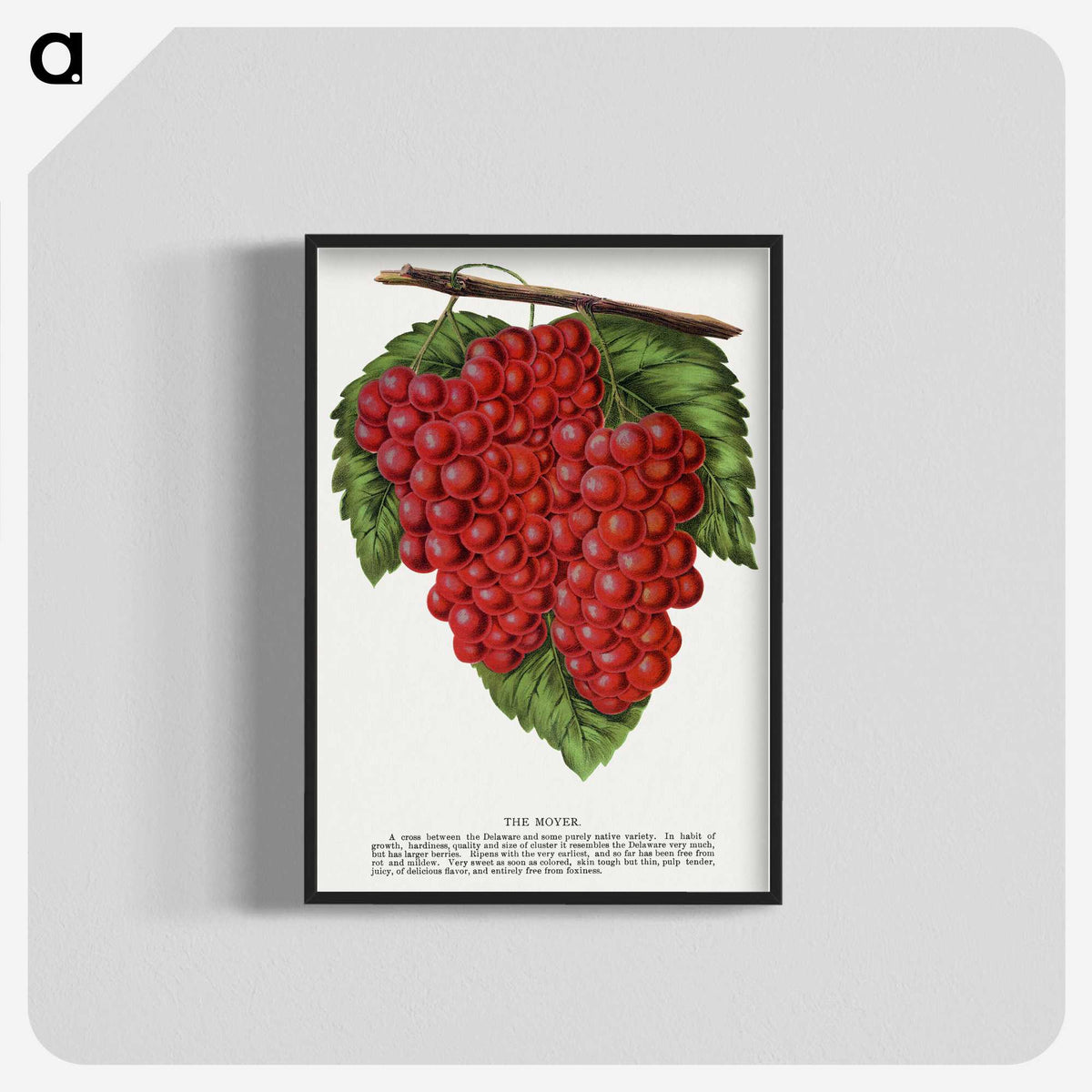 1-88_Botanical-Specimen-Plates_blk-crop