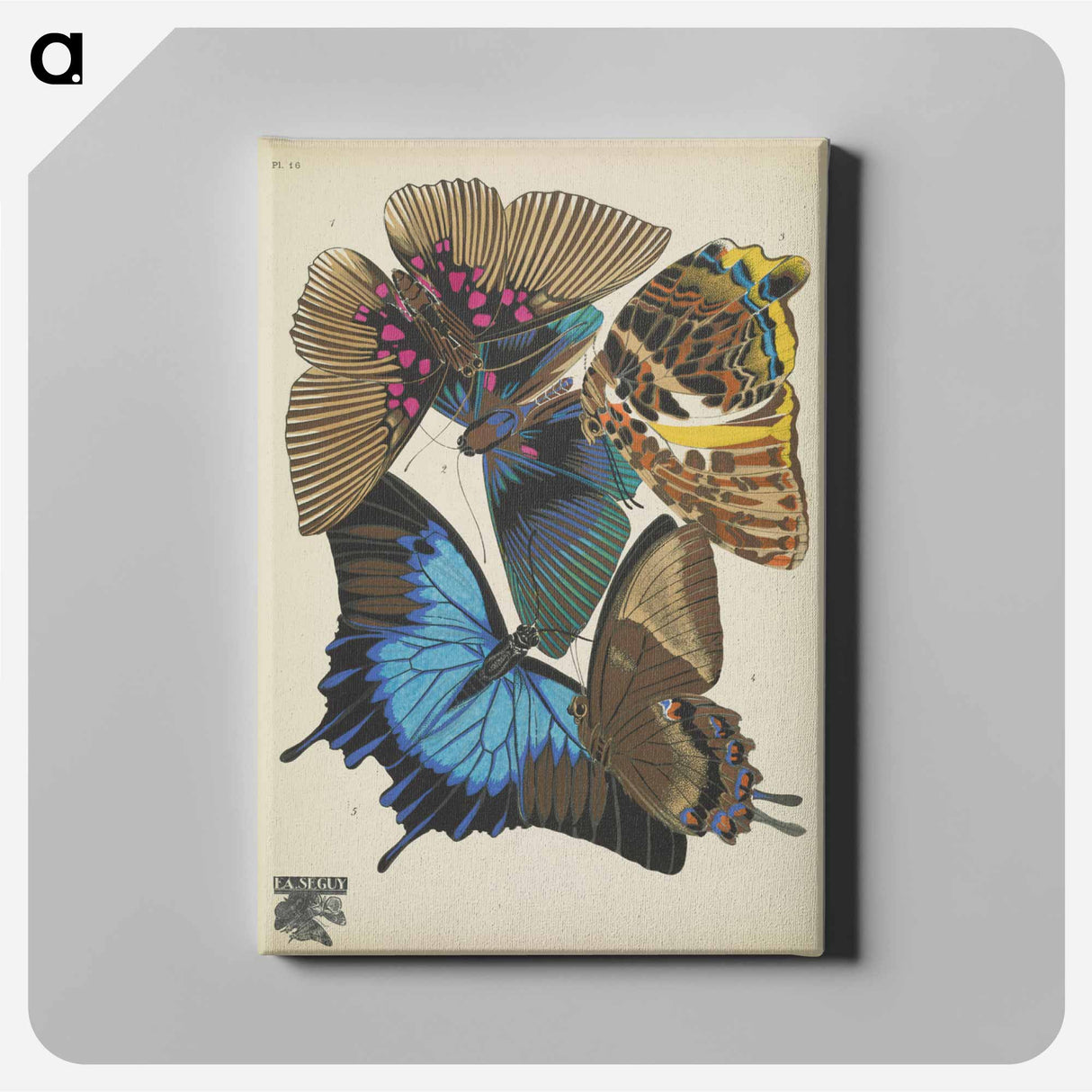 E.A. Séguy's vintage butterflies insect illustration - E.A.セギー Canvas.