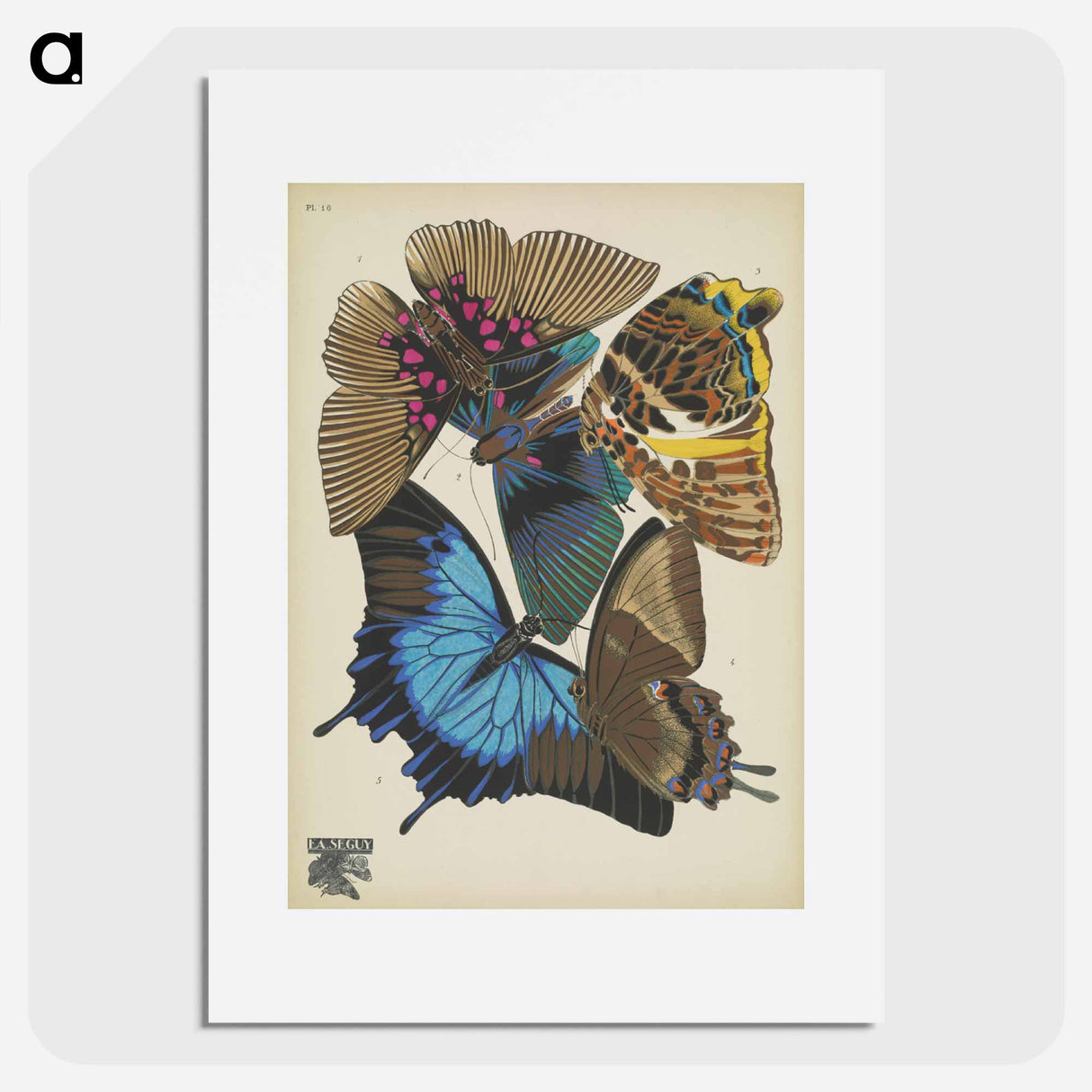 E.A. Séguy's vintage butterflies insect illustration - E.A.セギー Poster.