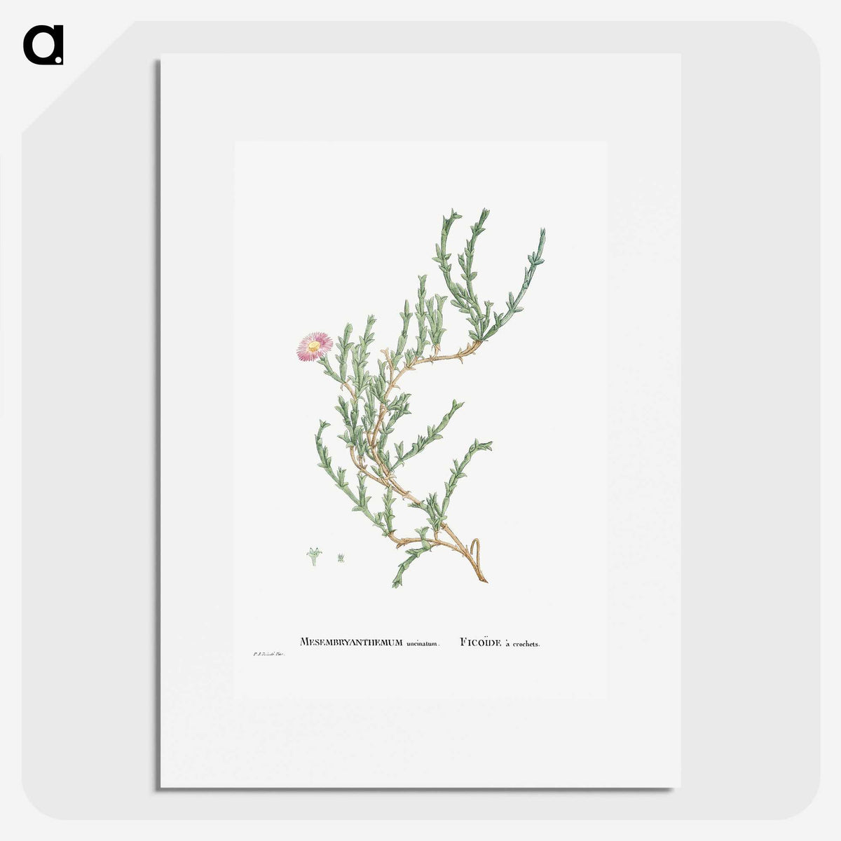 1-88_Histoire-des-Plantes-Grasses_picture