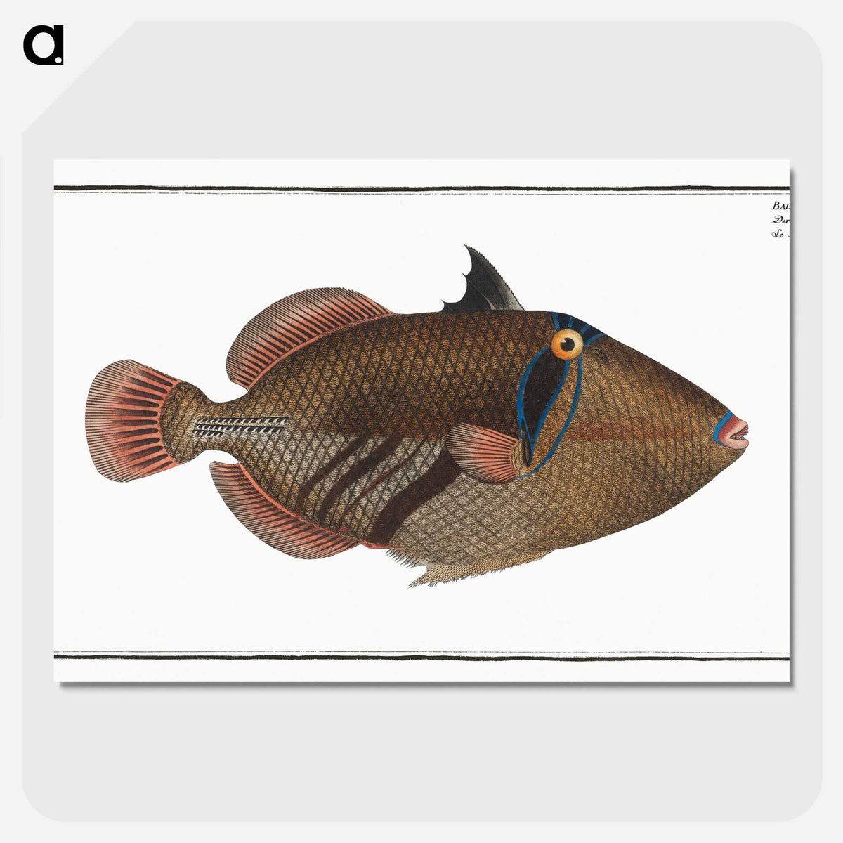1-88_Ichtyologie-ou-Histoire-naturelle_picture-crop