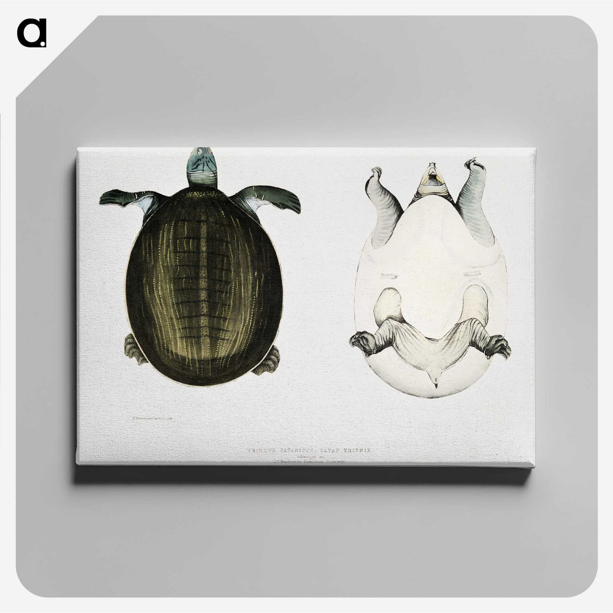 1-88_Indian-Zoology_canvas