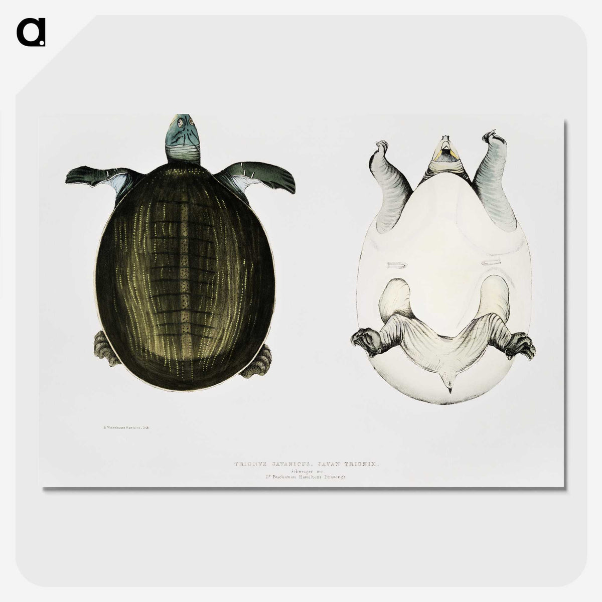 1-88_Indian-Zoology_picture-crop