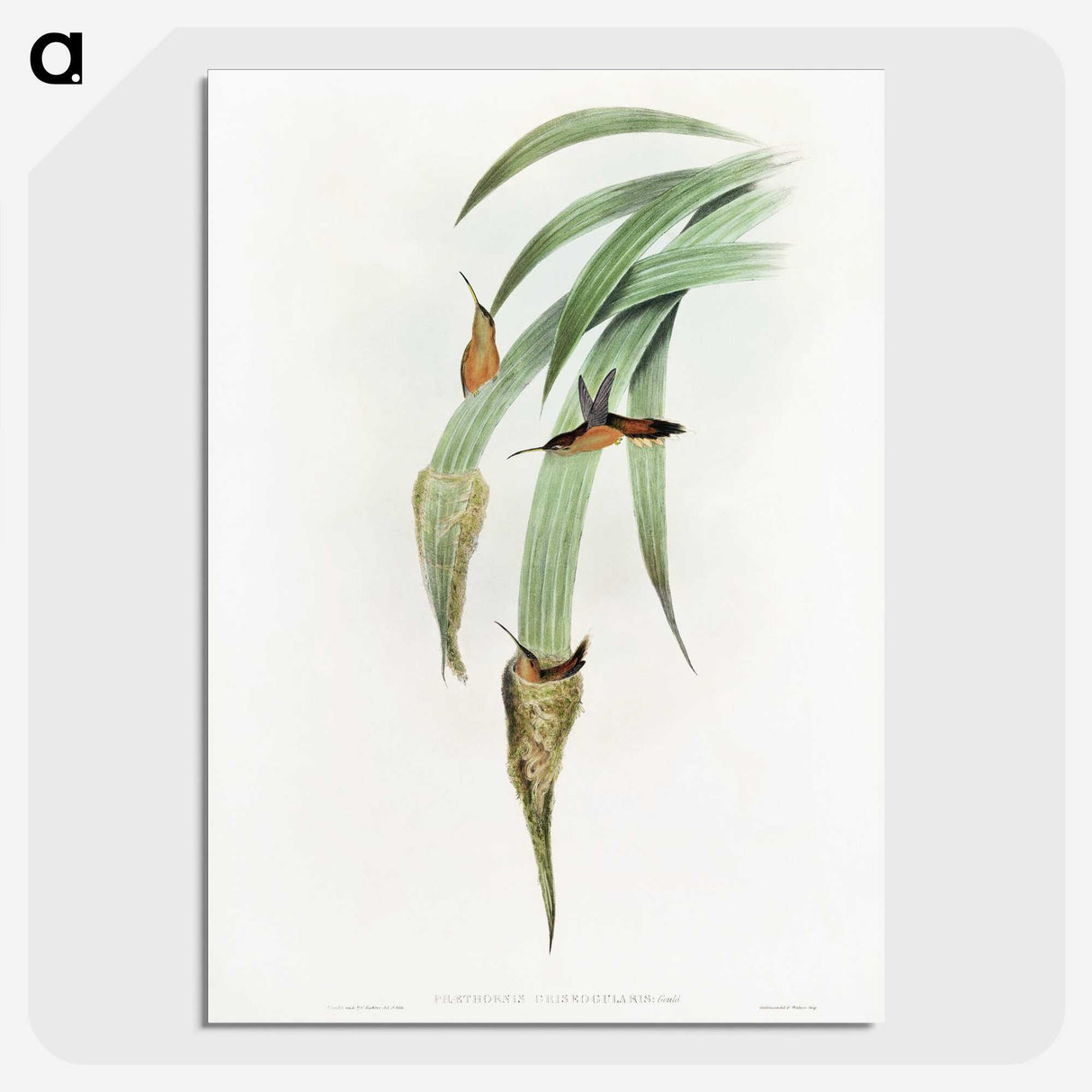 1-88_John-Gould_picture-crop