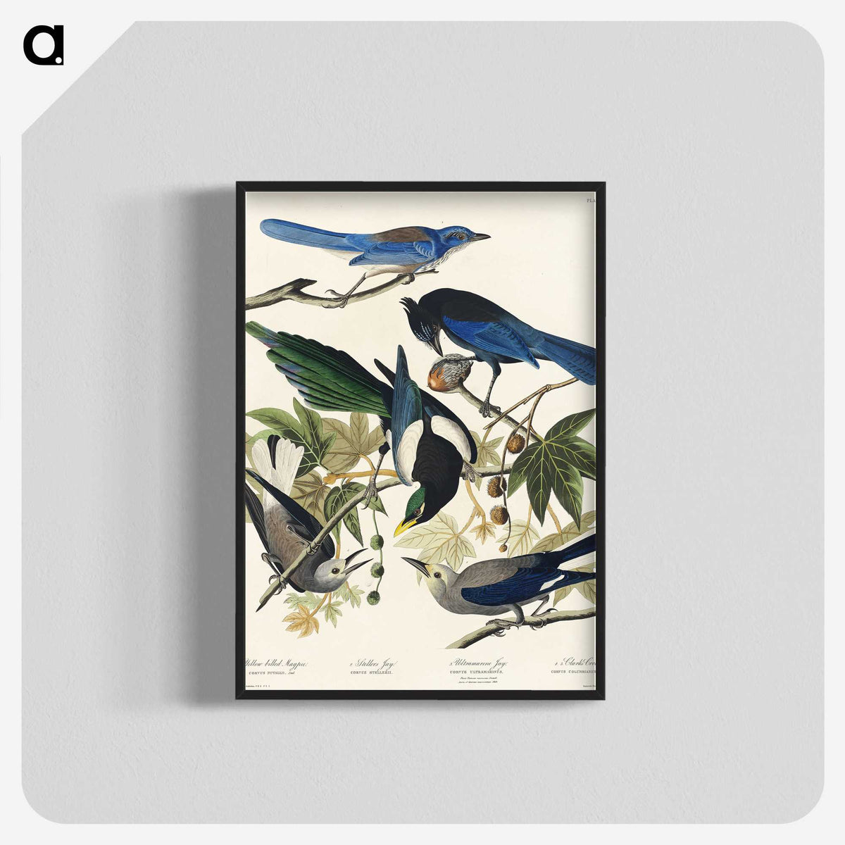 1-88_John-James-Audubon_blk-crop