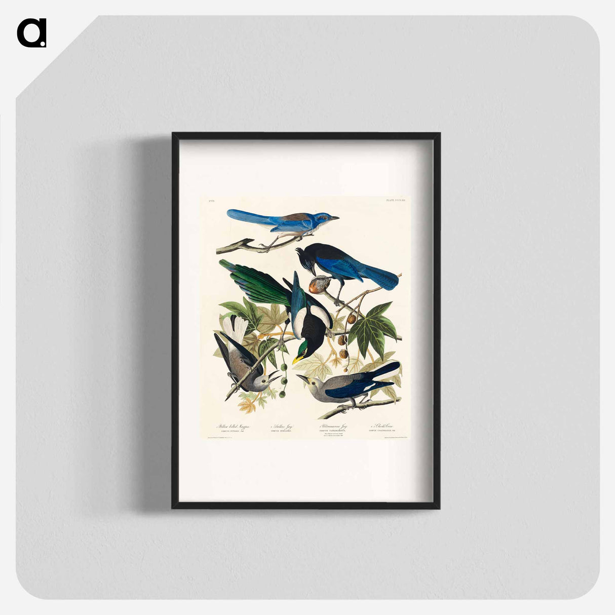 アートポスター-Birds of America
- ジョン ジェームス オーデュボン Poster.