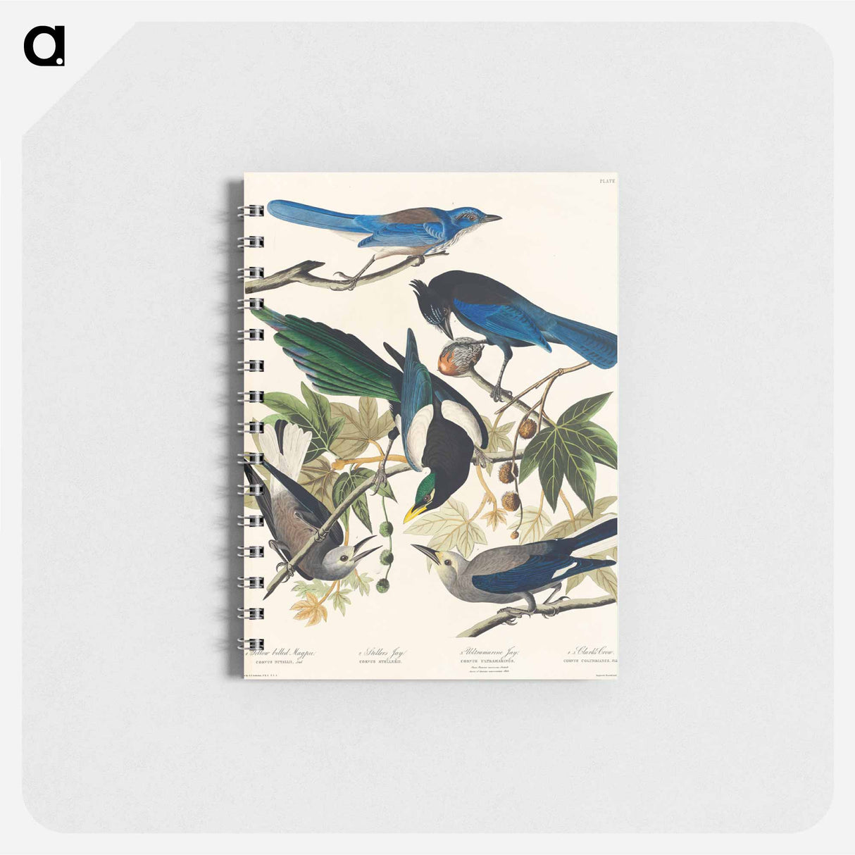 アートメモ帳-Birds of America
- ジョン ジェームス オーデュボン Memo.