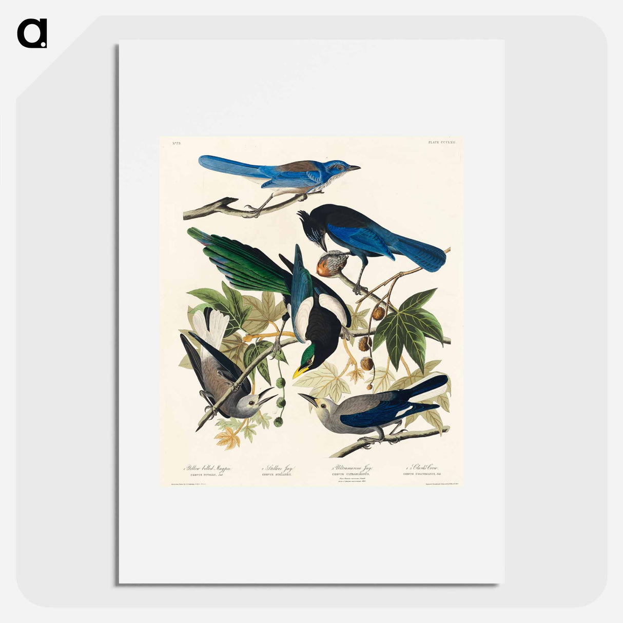 アートポスター-Birds of America
- ジョン ジェームス オーデュボン Poster.