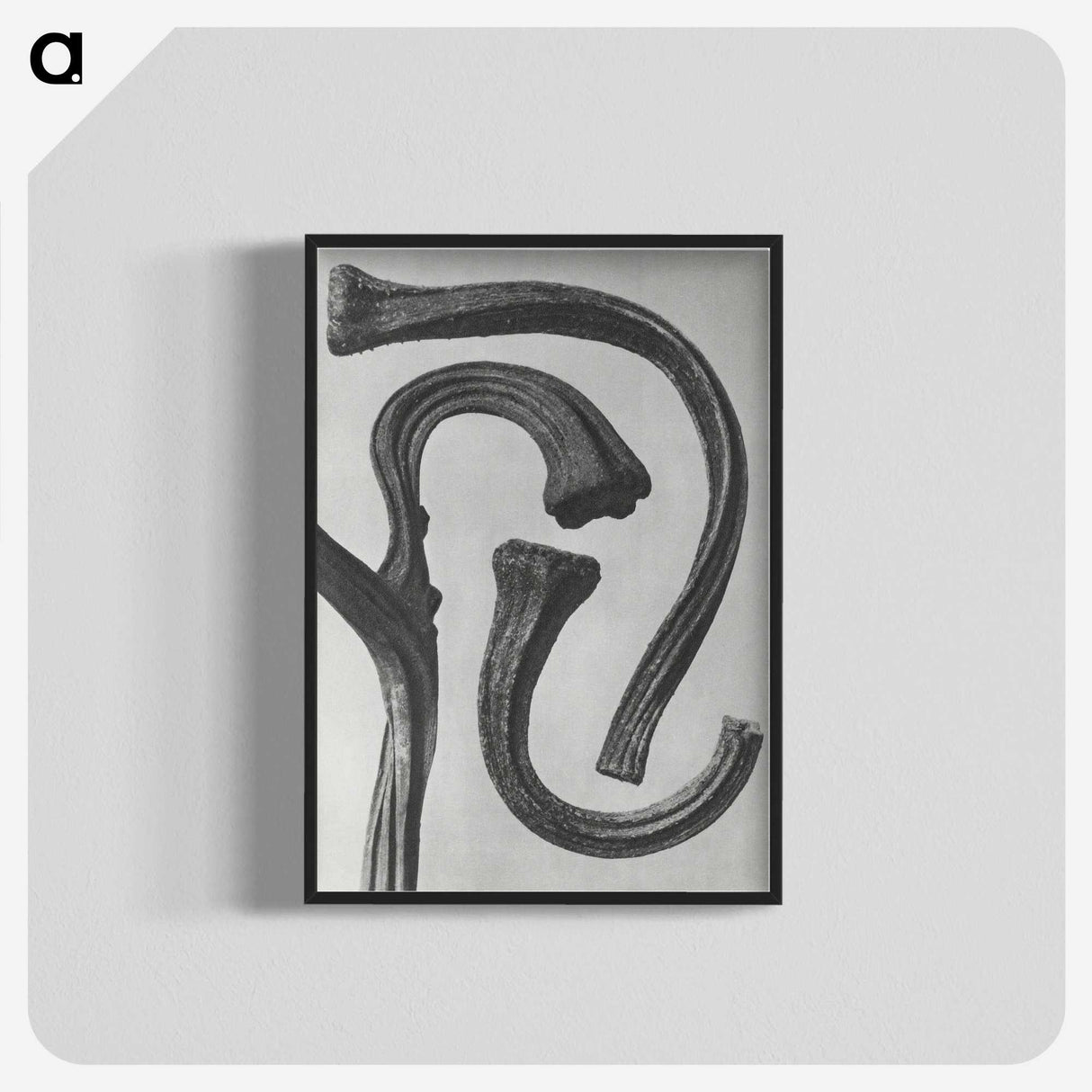 1-88_Karl-Blossfeldt_blk-crop