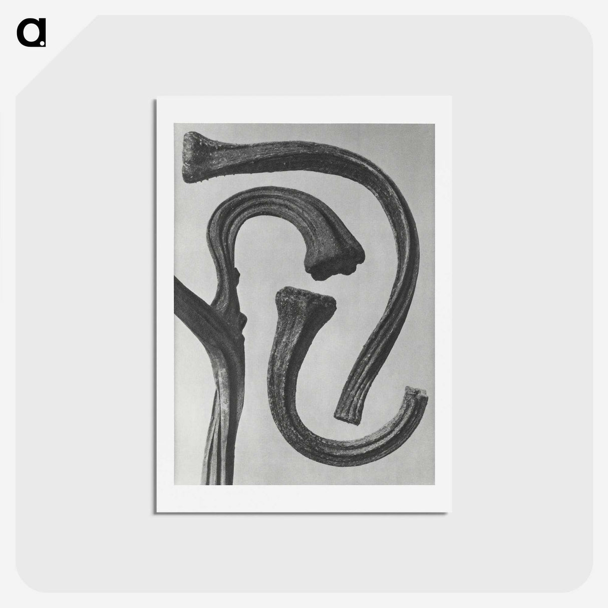 1-88_Karl-Blossfeldt_hagaki