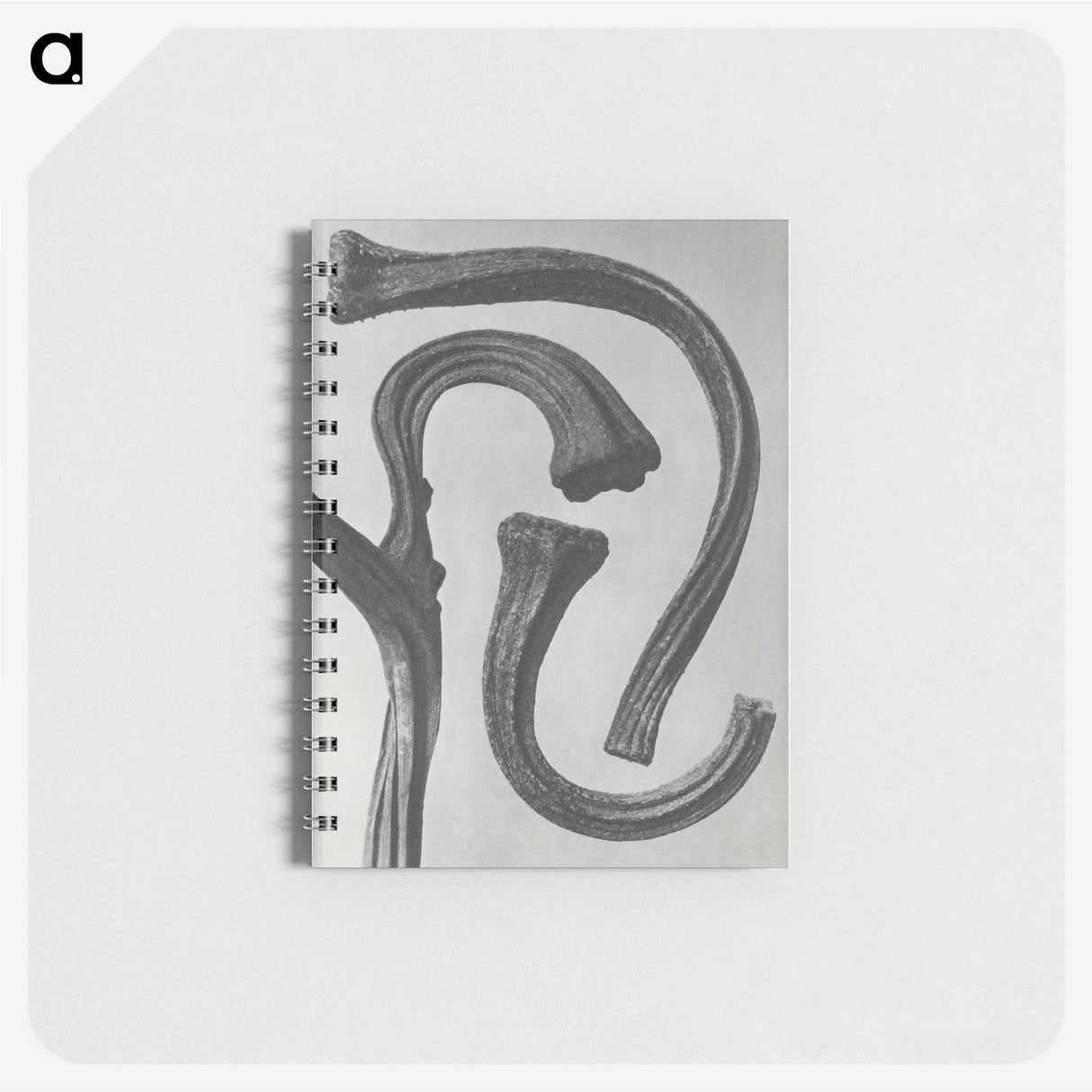 1-88_Karl-Blossfeldt_memo