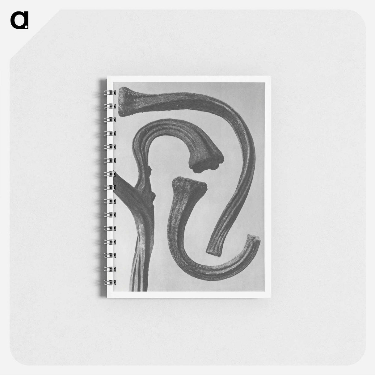 Cucurbita (stems of a Pumpkin) enlarged 3 times - カール ブロスフェルト Memo.