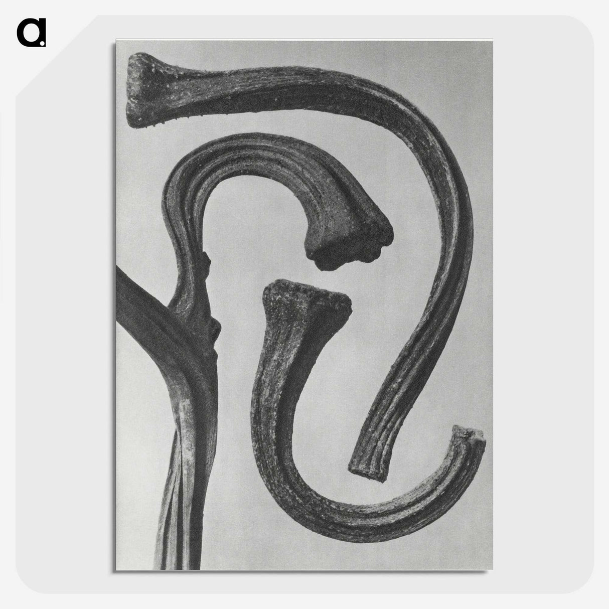 1-88_Karl-Blossfeldt_picture-crop
